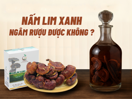 Nấm Lim Xanh có ngâm rượu được không? 